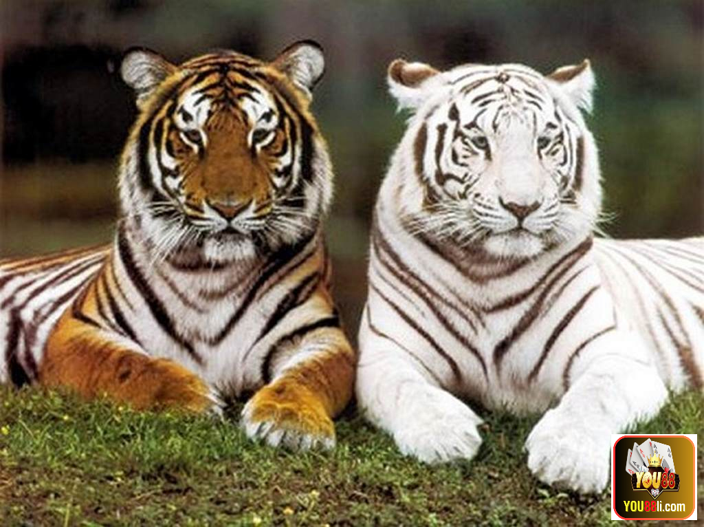 Mơ Thấy Hổ: Nên Đánh Con Gì Thì Chuẩn Xác?