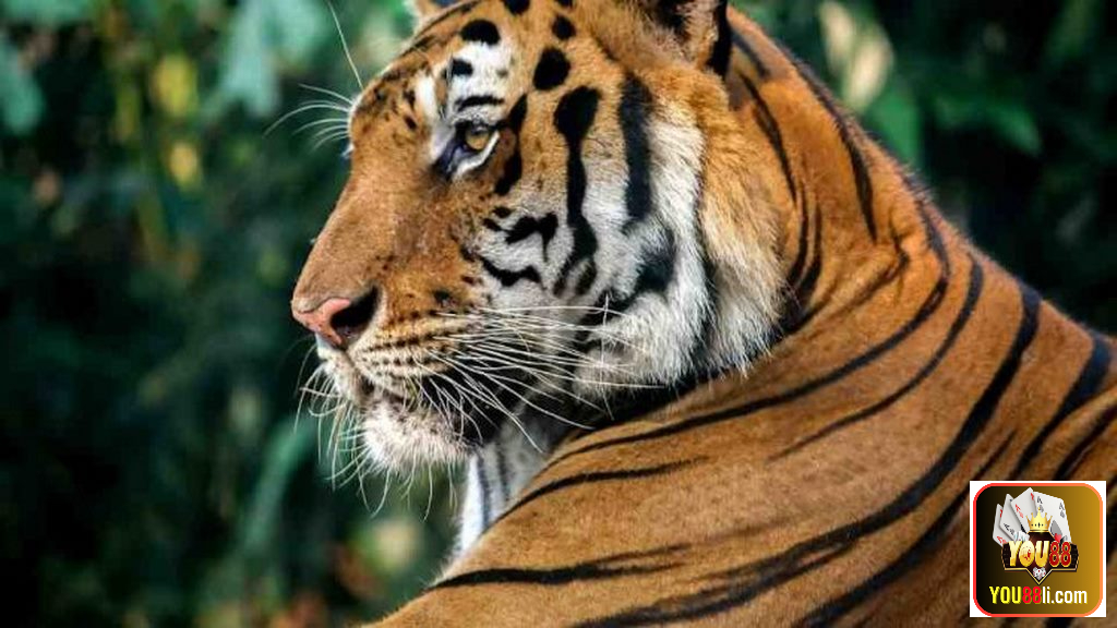 Phân tích ý nghĩa giấc mơ nhìn thấy hổ