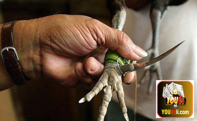 Cách tập luyện cho gà đá cựa sắt trở nên ngày càng mạnh hơn