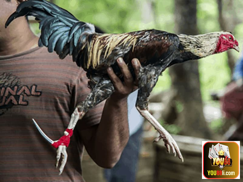 Cách Tập Luyện Cho Gà Đá Cựa Sắt Như Thế Nào Đúng Chuẩn?