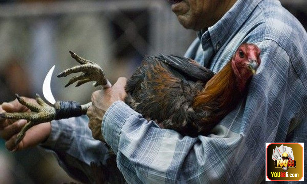 Đá gà cựa dao You88 trực tiếp có gì thú vị mà thu hút nhiều người đến thế?