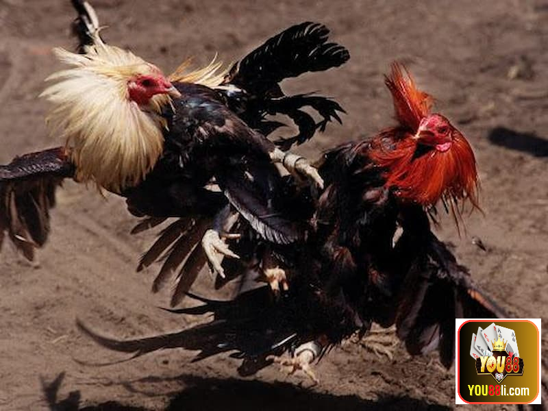 Các hình thức đá gà cựa dao You88 trực tiếp đầy gay cấn