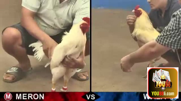 Đá Gà Cựa Sắt Mới Nhất Thomo Và Cập Nhật Mới Nhất 2023