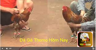 Tổng hợp những trận đá gà cựa sắt mới nhất thomo 2023