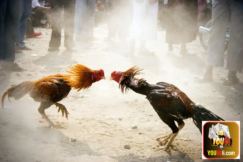 Đá gà cựa sắt thomo phổ biến như thế nào?