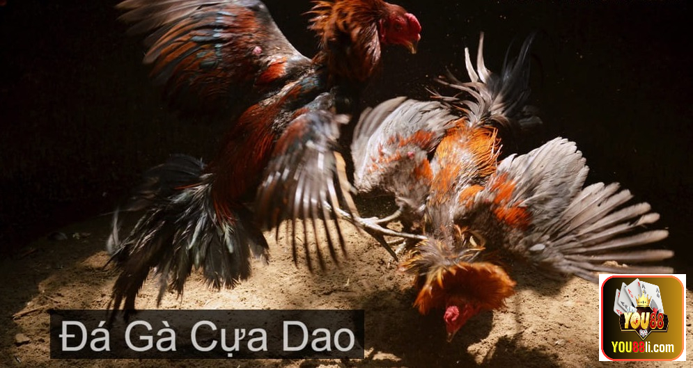 Những Trận Đá Gà Cựa Sắt Hay Nhất Hấp Dẫn Tại Trường Gà