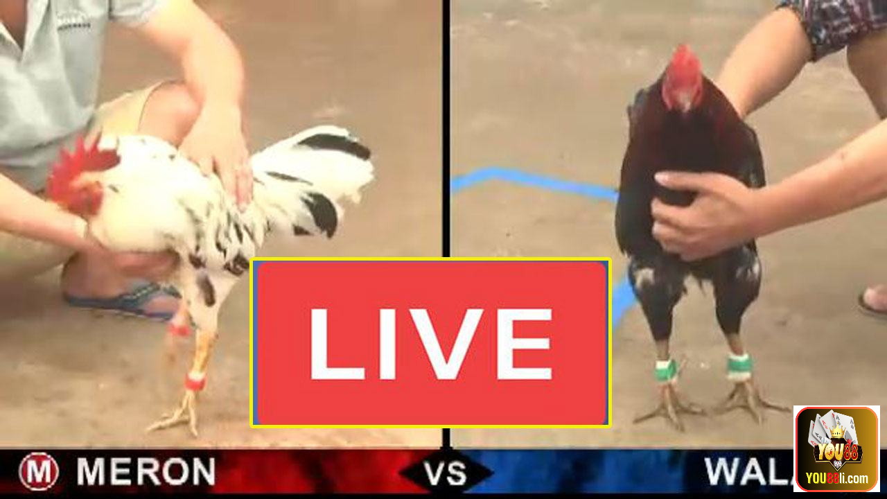 Những trận đá gà cựa sắt hay nhất 2023 không thể bỏ lỡ